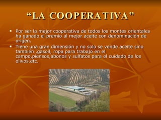 “ LA COOPERATIVA” Por ser la mejor cooperativa de todos los montes orientales ha ganado el premio al mejor aceite con denominación de origen. Tiene una gran dimensión y no solo se vende aceite sino también ,gasoil, ropa para trabajo en el campo,piensos,abonos y sulfatos para el cuidado de los olivos.etc. 