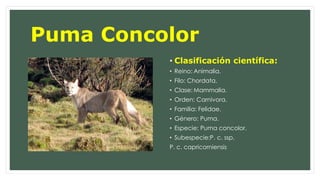 Puma Concolor 
• Clasificación científica: 
• Reino: Animalia. 
• Filo: Chordata. 
• Clase:Mammalia. 
• Orden: Carnivora. 
• Familia: Felidae. 
• Género: Puma. 
• Especie: Puma concolor. 
• Subespecie:P. c. ssp. 
P. c. capricorniensis 
 