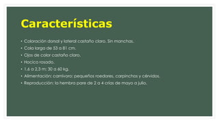 Características 
• Coloración dorsal y lateral castaño claro. Sin manchas. 
• Cola larga de 53 a 81 cm. 
• Ojos de color castaño claro. 
• Hocico rosado. 
• 1,6 a 2,3 m; 30 a 60 kg. 
• Alimentación: carnívoro: pequeños roedores, carpinchos y cérvidos. 
• Reproducción: la hembra pare de 2 a 4 crías de mayo a julio. 
 