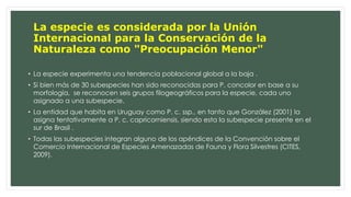La especie es considerada por la Unión 
Internacional para la Conservación de la 
Naturaleza como "Preocupación Menor" 
• La especie experimenta una tendencia poblacional global a la baja . 
• Si bien más de 30 subespecies han sido reconocidas para P. concolor en base a su 
morfología, se reconocen seis grupos filogeográficos para la especie, cada uno 
asignado a una subespecie. 
• La entidad que habita en Uruguay como P. c. ssp., en tanto que González (2001) la 
asigna tentativamente a P. c. capricorniensis, siendo esta la subespecie presente en el 
sur de Brasil . 
• Todas las subespecies integran alguno de los apéndices de la Convención sobre el 
Comercio Internacional de Especies Amenazadas de Fauna y Flora Silvestres (CITES, 
2009). 
 