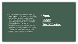 • En el período comprendido entre los 
años 1993 y 2006 se han documentado 
una serie de registros de la presencia 
de P. concolor en el establecimiento 
Mafalda (propiedad de la compañía 
Forestal Oriental S. A.) en el 
departamento de Río Negro, Uruguay. 
• Los hallazgos comprenden restos óseos 
y fotografías de huellas frescas y sus 
correspondientes moldes en yeso. 
•Para. 
• decir 
•Sacar diapo. 
 