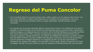 Regreso del Puma Concolor 
• Una mordida letal en la parte trasera del cuello acaba con las presas más chicas. Las 
de mayor tamaño, mueren sofocadas tras un mordisco en la garganta. Una vez 
inmóviles, el puma las arrastra hacia un lugar apartado, donde pueda comer 
tranquilo. 
• La manera en que estos grandes felinos americanos matan, muy diferente a la de los 
jabalíes y perros salvajes, es la evidencia principal de que los pumas están volviendo a 
poblar Uruguay. La especie (puma concolor, de la familia Felidae) se consideró extinta 
por varios años hasta 1970, cuando comenzaron a reportarse avistamientos en el 
campo uruguayo. Desde entonces, los relatos de diferentes personas, sumado a restos 
de animales muertos e incluso huellas de este gran carnívoro, son las únicas pruebas 
que los expertos manejan respecto a su regreso al país. Se ha documentado su 
presencia en Artigas, Río Negro, Tacuarembó, Cerro Largo, Rivera, Paysandú e incluso 
Lavalleja, donde un puma rondó un par de meses las inmediaciones de una escuela. 
 