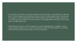 • Los expertos coinciden en que los reportes han aumentado en los últimos 10 o 20 años, 
pero no están seguros acerca de las causas. Es que, o bien pueden existir más pumas 
en Uruguay, o bien puede haber más observadores que informen sobre su presencia. 
O ambas cosas. No importa cuál sea el caso, los investigadores coinciden en que este 
gran mamífero está aquí. 
• El problema es que no cuentan siquiera con una fotografía para su registro, mucho 
menos saben cuántos hay o cuál es su situación actual. En otras palabras, no existen 
instrucciones de qué hacer ahora y cómo conservarlos. 
 