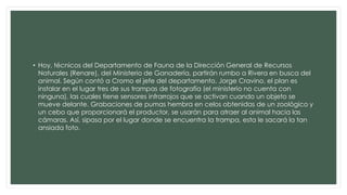 • Hoy, técnicos del Departamento de Fauna de la Dirección General de Recursos 
Naturales (Renare), del Ministerio de Ganadería, partirán rumbo a Rivera en busca del 
animal. Según contó a Cromo el jefe del departamento, Jorge Cravino, el plan es 
instalar en el lugar tres de sus trampas de fotografía (el ministerio no cuenta con 
ninguna), las cuales tiene sensores infrarrojos que se activan cuando un objeto se 
mueve delante. Grabaciones de pumas hembra en celos obtenidas de un zoológico y 
un cebo que proporcionará el productor, se usarán para atraer al animal hacia las 
cámaras. Así, sipasa por el lugar donde se encuentra la trampa, esta le sacará la tan 
ansiada foto. 
 