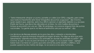 • “Sería interesante atrapar un puma, ponerle un collar (con GPS) y seguirlo, pero antes 
que nada lo importante sería tener fotografías de pumas uruguayos”, dijo Cravino, 
quien explicó que, además, sería muy difícil capturar un ejemplar debido a su escasez. 
El jefe de Fauna, que lleva tres décadas en el área, ha visto huellas de pumas e 
incluso se encontró con uno en 1986. Sin embargo, no conoce ninguna foto de pumas 
nacionales: “La gente que lo vio tiene el testimonio solo por sus retinas”, dijo. 
• Los técnicos de Renare estarán en la zona tres días y volverán a Montevideo, 
confiando en que las trampas fotográficas hagan el resto. Por algo se dice que esta 
herramienta “permite encontrar a los animales en donde los animales no están”, dijo 
Cravino. Es que “si uno se para 24 horas en un lugar, no va a pasar nada”, agregó. 
Sobre todo si se tiene en cuenta que este animal de porte esbelto y atlético, que 
puede superar los dos metros de largo, no se acerca a los seres humanos. 
 