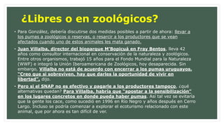 ¿Libres o en zoológicos? 
• Para González, debería discutirse dos medidas posibles a partir de ahora: llevar a 
los pumas a zoológicos o reservas, o resarcir a los productores que se vean 
afectados cuando uno de estos animales les mata ganado. 
• Juan Villalba, director del bioparque M’Bopicuá en Fray Bentos, lleva 42 
años como consultor internacional en conservación de la naturaleza y zoológicos. 
Entre otros organismos, trabajó 15 años para el Fondo Mundial para la Naturaleza 
(WWF) e integró la Unión Iberoamericana de Zoológicos, hoy desaparecida. Sin 
embargo, Villalba no está de acuerdo con encerrar a los pumas uruguayos. 
“Creo que si sobreviven, hay que darles la oportunidad de vivir en 
libertad”, dijo. 
• Pero si el SNAP no es efectivo y pagarle a los productores tampoco, ¿qué 
alternativas quedan? Para Villalba, habría que “apostar a la sensibilización” 
en los lugares concretos en donde pueda haber pumas. Así tal vez se evitaría 
que la gente los cace, como sucedió en 1996 en Río Negro y años después en Cerro 
Largo. Incluso se podría comenzar a explorar el ecoturismo relacionado con este 
animal, que por ahora es tan difícil de ver. 
 