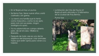 • En M’Bopicuá hay un puma. 
• Se llama Tzar, tiene nueve años y está 
castrado y sin garras. 
• Lo donó una familia que lo tenía 
como mascota y, como no es apto 
para vivir con sus pares, ningún 
zoológico lo quiso. 
• Ya no sobreviviría en campo abierto 
pero, de ser el caso, Villalba lo 
liberaría. 
• Después de todo, ese es uno de los 
objetivos del bioparque: criar animales 
hasta que estén aptos para volver a su 
hábitat. 
• La Estación de Cría de Fauna M' 
Bopicuá está ubicada a 12 kilómetros 
de la ciudad de Fray Bentos. 
Puma Tzar 
 