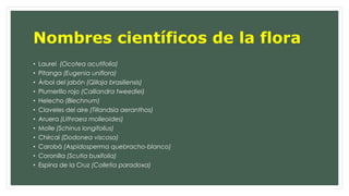 Nombres científicos de la flora 
• Laurel (Ocotea acutifolia) 
• Pitanga (Eugenia uniflora) 
• Árbol del jabón (Qillaja brasiliensis) 
• Plumerillo rojo (Calliandra tweediei) 
• Helecho (Blechnum) 
• Claveles del aire (Tillandsia aeranthos) 
• Aruera (Lithraea molleoides) 
• Molle (Schinus longifolius) 
• Chircal (Dodonea viscosa) 
• Carobá (Aspidosperma quebracho-blanco) 
• Coronilla (Scutia buxifolia) 
• Espina de la Cruz (Colletia paradoxa) 
 