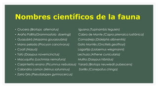 Nombres científicos de la fauna 
• Crucera (Brotops alternatus) Iguana (Tupinambis teguixin) 
• Araña Pollito(Grammostola doeringi) Cabra de Monte (Capra pirenaica lusitánica) 
• Guazubirá (Mazama gouazoubira) Comadreja (Didelphis albiventris) 
• Mano pelada (Procyon cancrivorus) Gato Montés (Oncifelis geoffroyi) 
• Coatí (Nasuá) Lagartija (Liolaemus wiegmanni) 
• Tatú (Dasypus novemcinctus) Lechuza (Athene cunicularia) 
• Macuquiño (Lochmias nematura) Mulita (Dasypus hibridus) 
• Carpinterito enano (Picumnus nebulosus) Yarará (Brotops neuwiedii pubescens) 
• Calandria común (Mimus satuminus) Zorrillo (Conepatus chinga) 
• Zorro Gris (Pseudalopex gymnocercus) 
 