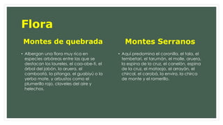 Flora 
Montes de quebrada 
• Albergan una flora muy rica en 
especies arbóreas entre las que se 
destacan los laureles, el caa-obe-ti, el 
árbol del jabón, la aruera, el 
camboatá, la pitanga, el guabiyú o la 
yerba mate, y arbustos como el 
plumerillo rojo, claveles del aire y 
helechos. 
Montes Serranos 
• Aquí predomina el coronilla, el tala, el 
tembetarí, el tarumán, el molle, aruera, 
la espina de la cruz, el canelón, espina 
de la cruz, el mataojo, el arrayán, el 
chircal, el carobá, la envira, la chirca 
de monte y el romerillo. 
 