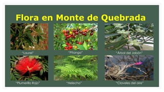 Flora en Monte de Quebrada 
“Laurel” “Pitanga” “Árbol del Jabón” 
“Plumerillo Rojo” “Helecho” “Claveles del aire” 
 