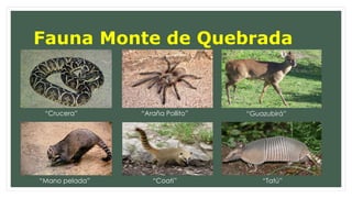 Fauna Monte de Quebrada 
“Crucera” “Araña Pollito” “Guazubirá” 
“Mano pelada” “Coati” “Tatú” 
 