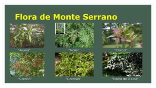 Flora de Monte Serrano 
“Aruera” “Molle” “Chircal” 
“Carobá” “Coronilla” “Espina de la Cruz” 
 