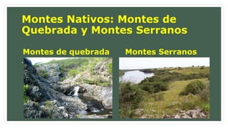 Montes Nativos: Montes de 
Quebrada y Montes Serranos 
Montes de quebrada 
• 
Montes Serranos 
 