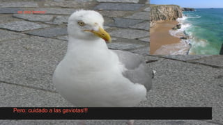 Pero: cuidado a las gaviotas!!!
es una broma!
 