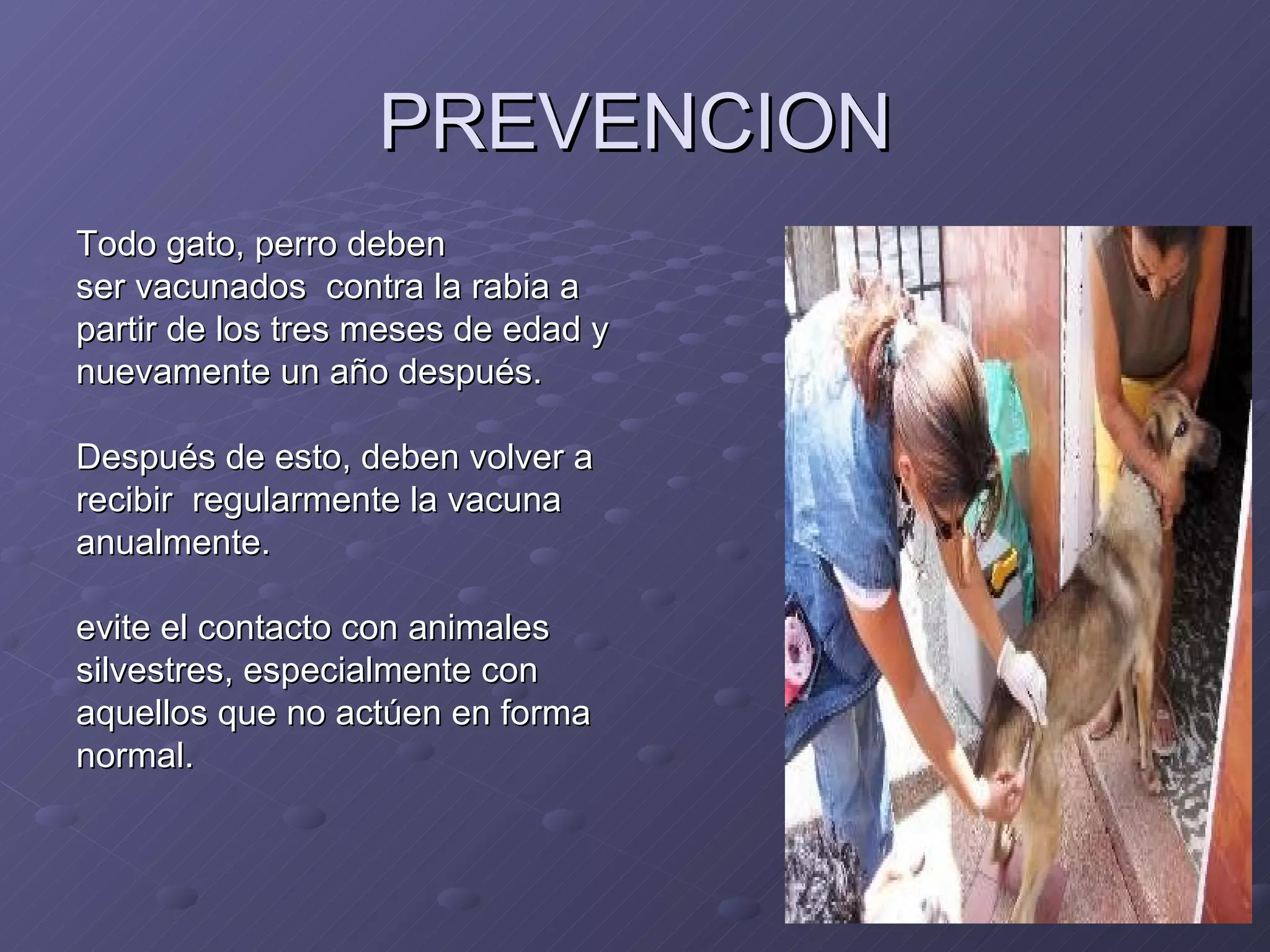 PREVENCION Todo gato, perro deben  ser vacunados  contra la rabia a  partir de los tres meses de edad y  nuevamente un año después.  Después de esto, deben volver a  recibir  regularmente la vacuna  anualmente.  evite el contacto con animales  silvestres, especialmente con  aquellos que no actúen en forma  normal.  