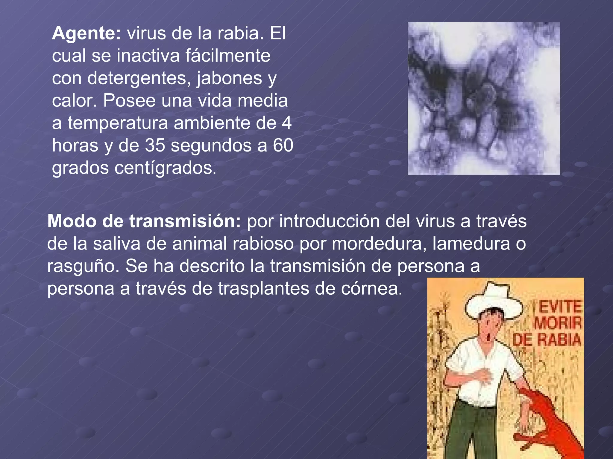 Agente:  virus de la rabia. El cual se inactiva fácilmente con detergentes, jabones y calor. Posee una vida media a temperatura ambiente de 4 horas y de 35 segundos a 60 grados centígrados . Modo de transmisión:  por introducción del virus a través de la saliva de animal rabioso por mordedura, lamedura o rasguño. Se ha descrito la transmisión de persona a persona a través de trasplantes de córnea . 