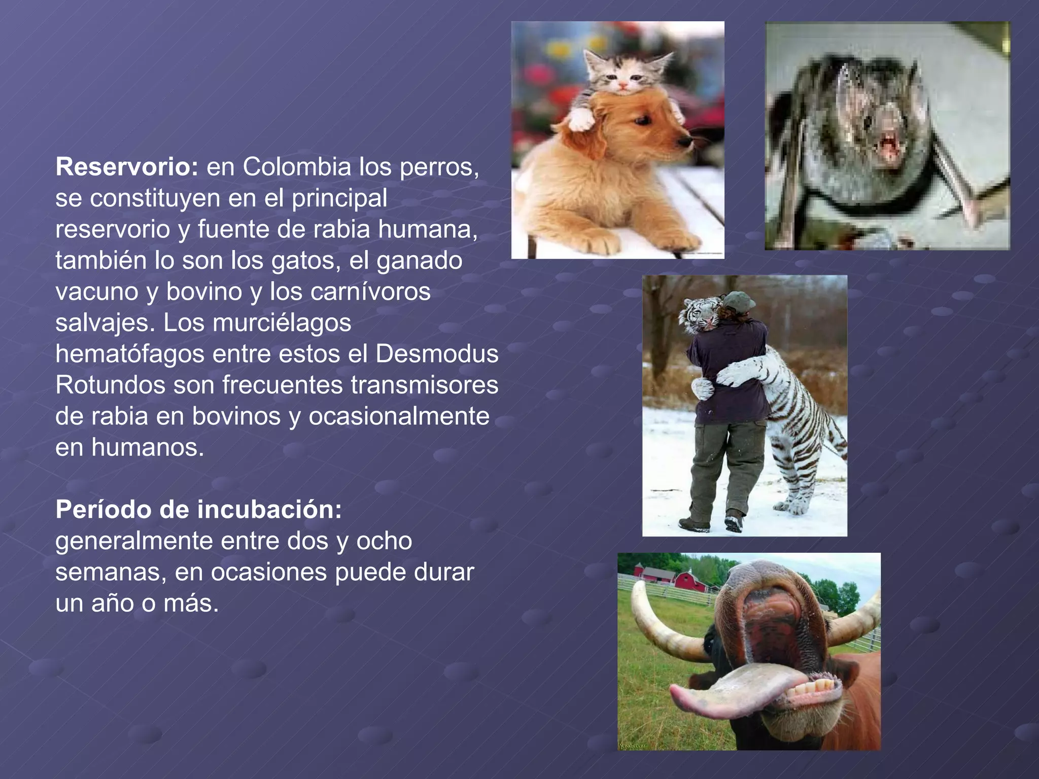 Reservorio:  en Colombia los perros, se constituyen en el principal reservorio y fuente de rabia humana, también lo son los gatos, el ganado vacuno y bovino y los carnívoros salvajes. Los murciélagos hematófagos entre estos el Desmodus Rotundos son frecuentes transmisores de rabia en bovinos y ocasionalmente en humanos. Período de incubación:  generalmente entre dos y ocho semanas, en ocasiones puede durar un año o más. 
