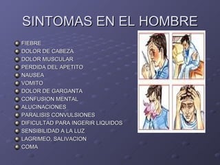 SINTOMAS EN EL HOMBRE <ul><li>FIEBRE </li></ul><ul><li>DOLOR DE CABEZA </li></ul><ul><li>DOLOR MUSCULAR </li></ul><ul><li>...