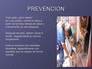 PREVENCION <ul><li>Todo gato, perro deben  </li></ul><ul><li>ser vacunados  contra la rabia a  </li></ul><ul><li>partir de...