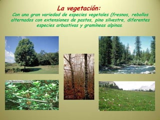 La vegetación: Con una gran variedad de especies vegetales (fresnos, rebollos alternados con extensiones de pastos, pino silvestre, diferentes especies arbustivas y gramíneas alpinas. 
