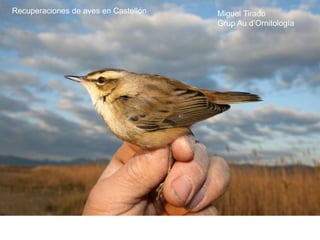 Recuperaciones de aves en Castellón Miguel Tirado
Grup Au d’Ornitología
 