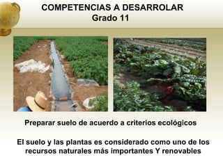 COMPETENCIAS A DESARROLAR
              Grado 11




  Preparar suelo de acuerdo a criterios ecológicos

El suelo y las plantas es considerado como uno de los
   recursos naturales más importantes Y renovables
 