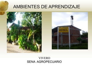 AMBIENTES DE APRENDIZAJE




          VIVERO
    SENA AGROPECUARIO
 