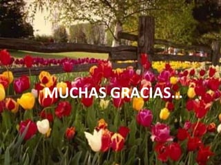 MUCHAS GRACIAS…
 