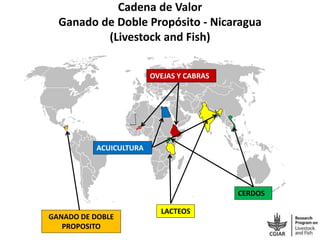 Cadena de Valor
Ganado de Doble Propósito - Nicaragua
(Livestock and Fish)
CERDOS
ACUICULTURA
OVEJAS Y CABRAS
LACTEOS
GANADO DE DOBLE
PROPOSITO
 