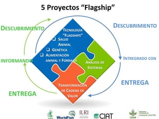 Page 13 of 19
ANÁLISIS DE
SISTEMAS
TRANSFORMACIÓN
DE CADENA DE
VALOR
TECNOLOGÍA
“FLAGSHIPS”
 SALUD
ANIMAL
 GENÉTICA
 ALIMENTACIÓN
ANIMAL Y FORRAJES
DESCUBRIMIENTO
INTREGRADO CON
ENTREGA
DESCUBRIMIENTO
INFORMANDO
ENTREGA
5 Proyectos “Flagship”
 
