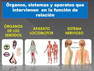 Órganos, sistemas y aparatos que
intervienen en la función de
relación
ÓRGANOS
DE LOS
SENTIDOS

APARATO
LOCOMOTOR

SISTEMA
NERVIOSO

 