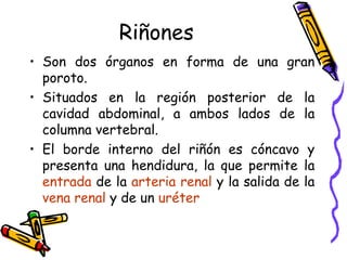 Riñones Son dos órganos en forma de una gran poroto. Situados en la región posterior de la cavidad abdominal, a ambos lados de la columna vertebral. El borde interno del riñón es cóncavo y presenta una hendidura, la que permite la  entrada  de la  arteria renal  y la salida de la  vena renal  y de un  uréter 
