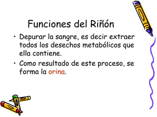 Funciones del Riñón Depurar la sangre, es decir extraer todos los desechos metabólicos que ella contiene. Como resultado de este proceso, se forma la  orina . 