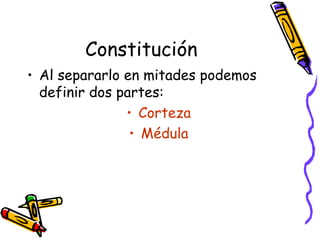 Constitución  Al separarlo en mitades podemos definir dos partes: Corteza Médula 