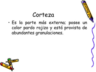 Corteza Es la parte más externa; posee un color pardo rojizo y está provista de abundantes granulaciones. 