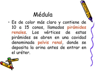 Médula Es de color más claro y contiene de 10 a 15 conos, llamados  pirámides renales . Los vértices de estas pirámides se abren en una cavidad denominada  pelvis renal , donde se deposita la orina antes de entrar en el uréter. 