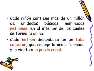Cada riñón contiene más de un millón de unidades básicas nominadas  nefrones , en el interior de los cuales se forma la orina. Cada  nefrón  desemboca en un  tubo colector , que recoge la orina formada y la vierte a la  pelvis renal. 