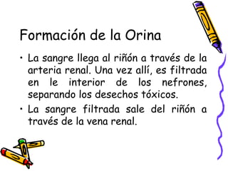Formación de la Orina La sangre llega al riñón a través de la arteria renal. Una vez allí, es filtrada en le interior de los nefrones, separando los desechos tóxicos. La sangre filtrada sale del riñón a través de la vena renal. 