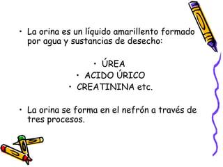 La orina es un líquido amarillento formado por agua y sustancias de desecho: ÚREA  ACIDO ÚRICO CREATININA etc. La orina se forma en el nefrón a través de tres procesos. 