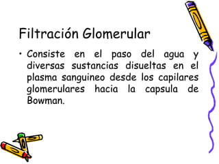 Filtración Glomerular Consiste en el paso del agua y diversas sustancias disueltas en el plasma sanguineo desde los capilares glomerulares hacia la capsula de Bowman. 