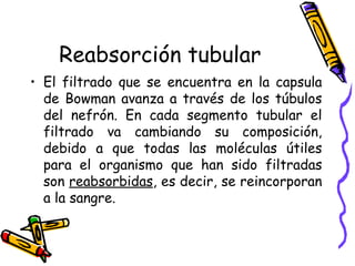 Reabsorción tubular El filtrado que se encuentra en la capsula de Bowman avanza a través de los túbulos del nefrón. En cada segmento tubular el filtrado va cambiando su composición, debido a que todas las moléculas útiles para el organismo que han sido filtradas son  reabsorbidas , es decir, se reincorporan a la sangre.  