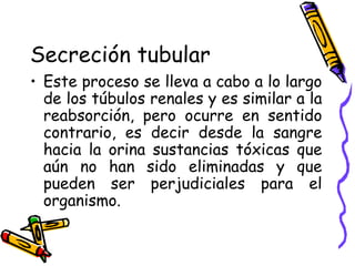 Secreción tubular Este proceso se lleva a cabo a lo largo de los túbulos renales y es similar a la reabsorción, pero ocurre en sentido contrario, es decir desde la sangre hacia la orina sustancias tóxicas que aún no han sido eliminadas y que pueden ser perjudiciales para el organismo. 