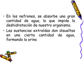 En los nefrones, se absorbe una gran cantidad de agua, lo que impide la deshidratación de nuestro organismo. Las sustancias extraídas don disueltas en una cierta cantidad de agua, formando la orina 