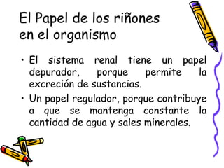 El Papel de los riñones  en el organismo El sistema renal tiene un papel depurador, porque permite la excreción de sustancias. Un papel regulador, porque contribuye a que se mantenga constante la cantidad de agua y sales minerales. 