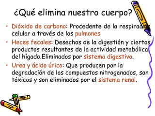 ¿Qué elimina nuestro cuerpo? Dióxido de carbono : Procedente de la respiración celular a través de los  pulmones Heces fecales : Desechos de la digestión y ciertos productos resultantes de la actividad metabólica del hígado.Eliminados por  sistema digestivo . Urea y ácido úrico : Que producen por la degradación de los compuestos nitrogenados, son tóxicos y son eliminados por el  sistema renal . 