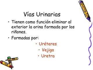 Vías Urinarias Tienen como función eliminar al exterior la orina formada por los riñones. Formadas por: Uréteres Vejiga Uretra 