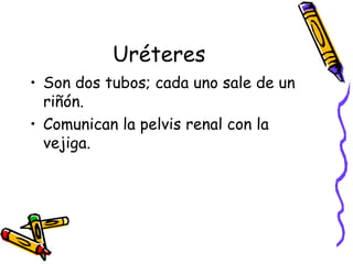 Uréteres Son dos tubos; cada uno sale de un riñón. Comunican la pelvis renal con la vejiga. 