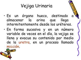 Vejiga Urinaria Es un órgano hueco, destinado a almacenar la orina que llega  intermitentemente desde los uréteres. En forma sucesiva y en un número variable de veces en el día, la vejiga se llena y evacua su contenido por medio de la  uretra , en un proceso llamado  micción . 