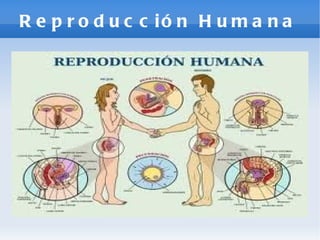 Reproducción Humana 